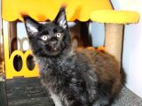 Safkan Secereli Maine Coon Bütün Aşıları Tamamlandı