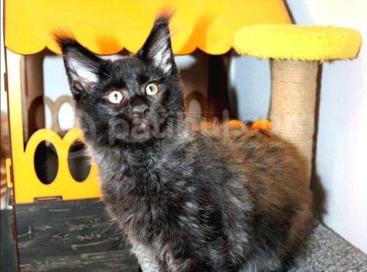 Safkan Secereli Maine Coon Bütün Aşıları Tamamlandı görsel