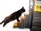 Safkan Secereli Maine Coon Bütün Aşıları Tamamlandı