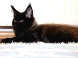 Safkan Secereli Maine Coon Bütün Aşıları Tamamlandı