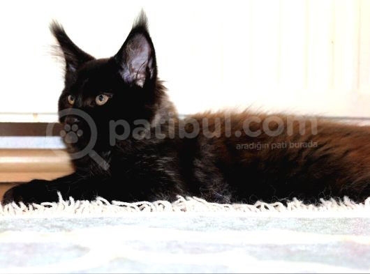 Safkan Secereli Maine Coon Bütün Aşıları Tamamlandı görsel