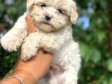 Kahve tonlu mini boy puppy sevimli yavrular MALTİPO CİNSİ 