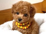 Mini Boy Puppy Kıpkırmızı Red Tooy Poodle 
