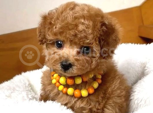 Mini Boy Puppy Kıpkırmızı Red Tooy Poodle  görsel