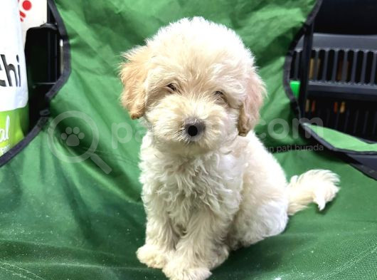 Maltesse terrier cinsi mini Boy Puppy Kar beyaz 