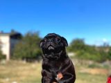 Yetişkin Pug Mopslar