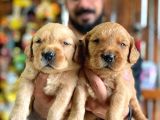 Şampanya rengi bebek surat golden retriever a secereli