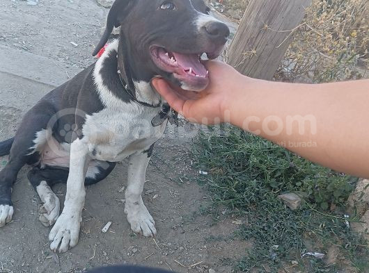 3 Aylık Dişi Pitbull  görsel