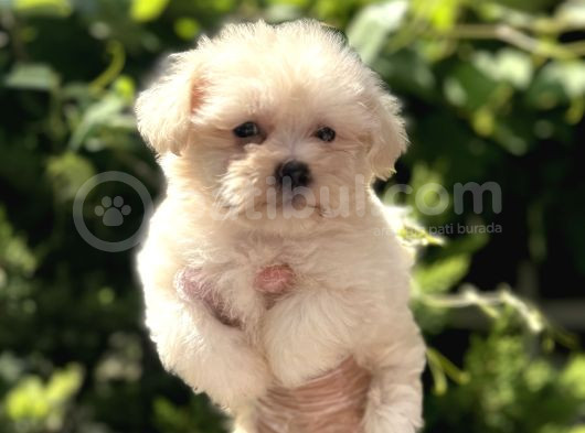 0 Numara Maltese Terri̇er Bebekler