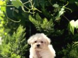 0 Numara Maltese Terri̇er Bebekler