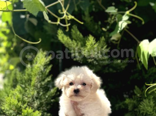 0 Numara Maltese Terri̇er Bebekler görsel