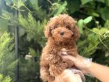 Mükemmel Yapiya Sahi̇p Toy Poodle Yavrulari
