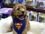 Irkırk Ve Sağlık Garantili Toy Poodle Yavrular