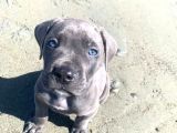 Pişman Olmayacağınız Cane Corso Yavru 2 Aylık