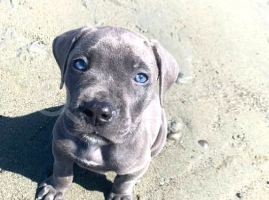 Pişman Olmayacağınız Cane Corso Yavru 2 Aylık görsel