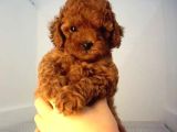Red Braw Kıpkırmızı Ev Üretimi Tooy Poodle 