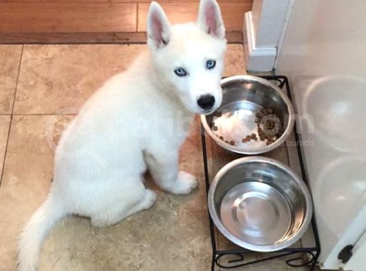 3 Aylık Bembeyaz Ve Mavi Gözlü Husky Düşünün Dostunuz