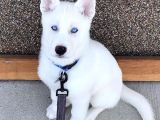 3 Aylık Bembeyaz Ve Mavi Gözlü Husky Düşünün Dostunuz