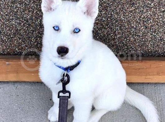 3 Aylık Bembeyaz Ve Mavi Gözlü Husky Düşünün Dostunuz görsel