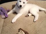 3 Aylık Bembeyaz Ve Mavi Gözlü Husky Düşünün Dostunuz