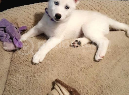 3 Aylık Bembeyaz Ve Mavi Gözlü Husky Düşünün Dostunuz görsel