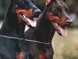 2 Aylık Estetikli Heykel Gibi Dobermanın Olsun Istiyormusun