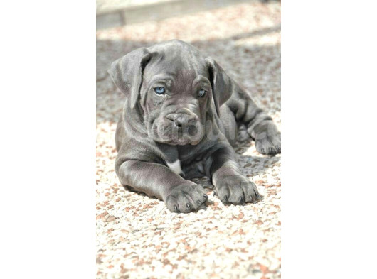 Pişman Olmayacağınız Cane Corso Yavru 2 Aylık görsel