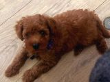 Red Braw Kıpkırmızı Ev Üretimi Tooy Poodle 