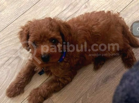 Red Braw Kıpkırmızı Ev Üretimi Tooy Poodle  görsel