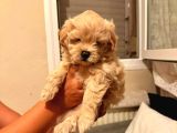 Kıpkırmızı Red tooy poodle sevimli yavrular 