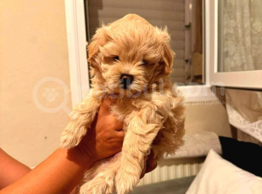 Kıpkırmızı Red Tooy Poodle Sevimli Yavrular 