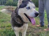 HUSKY KÖPEĞİMİZE YENİ YUVA ARIYORUZ