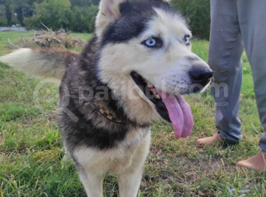 Husky Köpeği̇mi̇ze Yeni̇ Yuva Ariyoruz