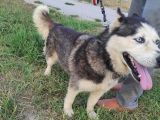 Husky Köpeği̇mi̇ze Yeni̇ Yuva Ariyoruz
