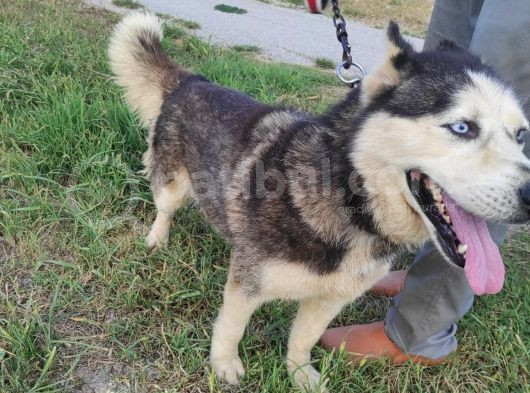 Husky Köpeği̇mi̇ze Yeni̇ Yuva Ariyoruz görsel