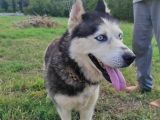 Husky Köpeği̇mi̇ze Yeni̇ Yuva Ariyoruz