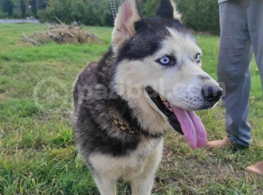 Husky Köpeği̇mi̇ze Yeni̇ Yuva Ariyoruz görsel