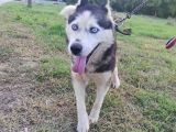 Husky Köpeği̇mi̇ze Yeni̇ Yuva Ariyoruz
