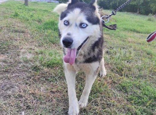 Husky Köpeği̇mi̇ze Yeni̇ Yuva Ariyoruz görsel