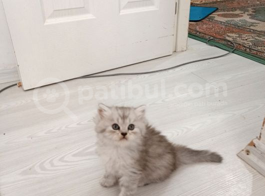 Eşsiz Yavrular Rezerveye Açık görsel