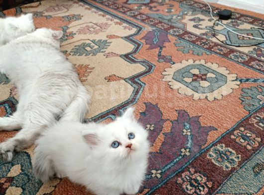 Eşsiz Yavrular Rezerveye Açık