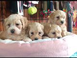 A secereli maltipoo yavrularımız