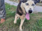 Husky Köpeği̇mi̇ze Yeni̇ Yuva Ariyoruz