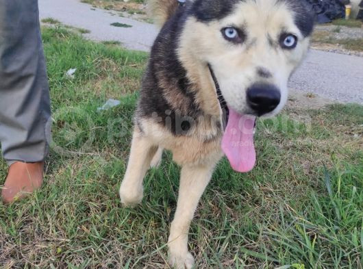 Husky Köpeği̇mi̇ze Yeni̇ Yuva Ariyoruz görsel