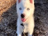 3 Aylık Bembeyaz Ve Mavi Gözlü Husky Düşünün Dostunuz