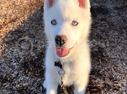 3 Aylık Bembeyaz Ve Mavi Gözlü Husky Düşünün Dostunuz görsel