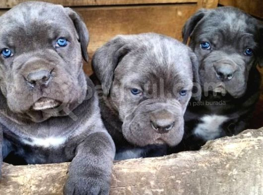 Pişman Olmayacağınız Cane Corso Yavru 2 Aylık görsel