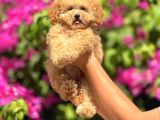 Maltipo cinsi yavrular kahve tonlu mini boy puppy 