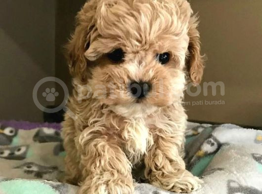 Kıpkırmızı Red Tooy Poodle Sevimli Yavrular  görsel