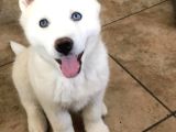 3 Aylık Bembeyaz Ve Mavi Gözlü Husky Düşünün Dostunuz